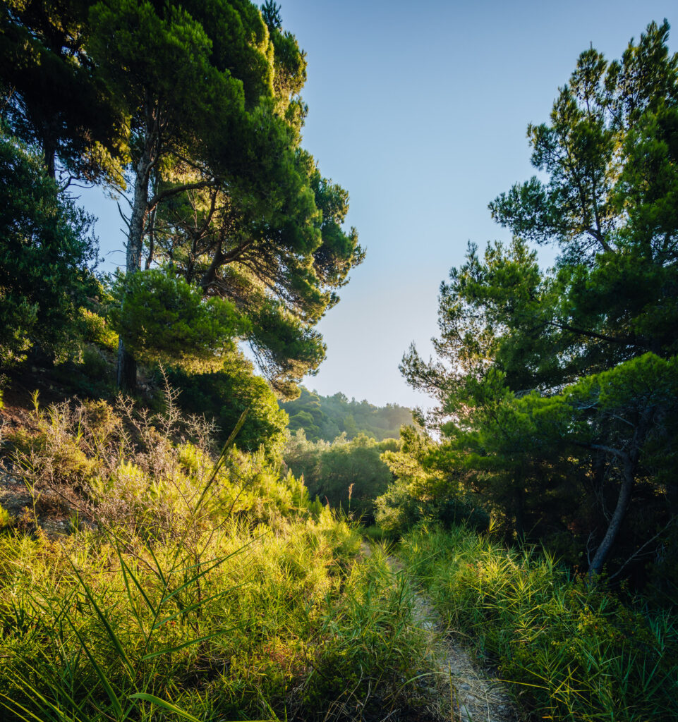 Corfu Impression