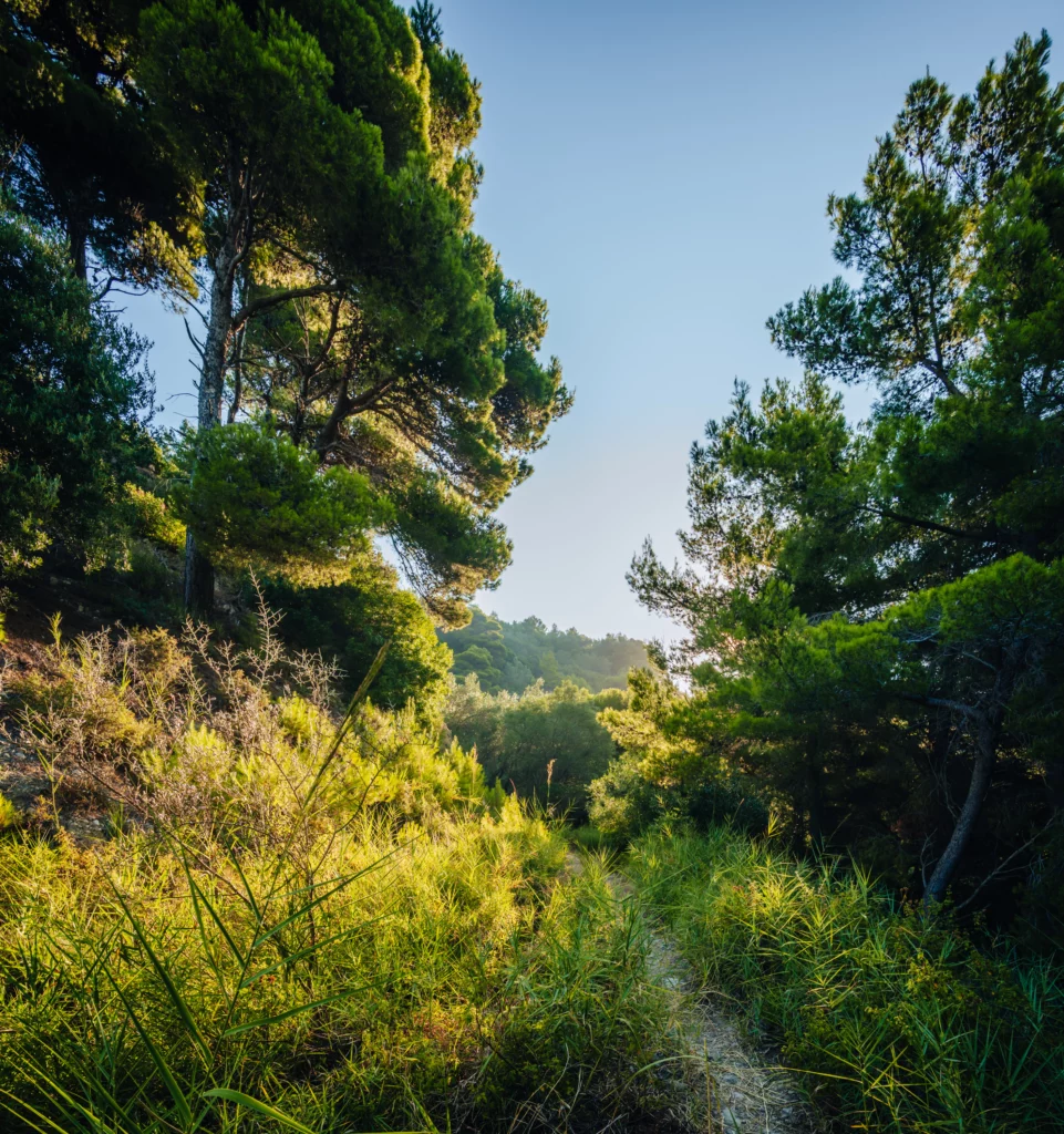 Corfu Impression