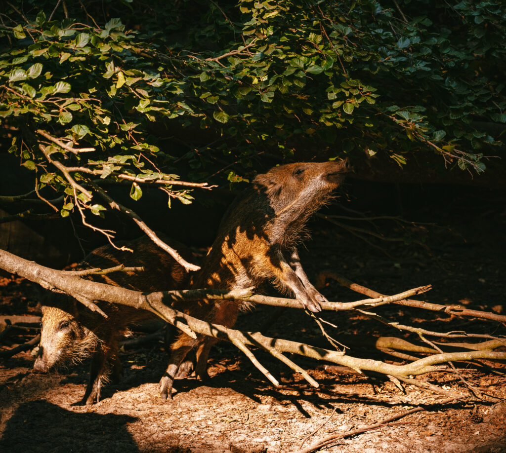 Wildlife in Tegler Forest