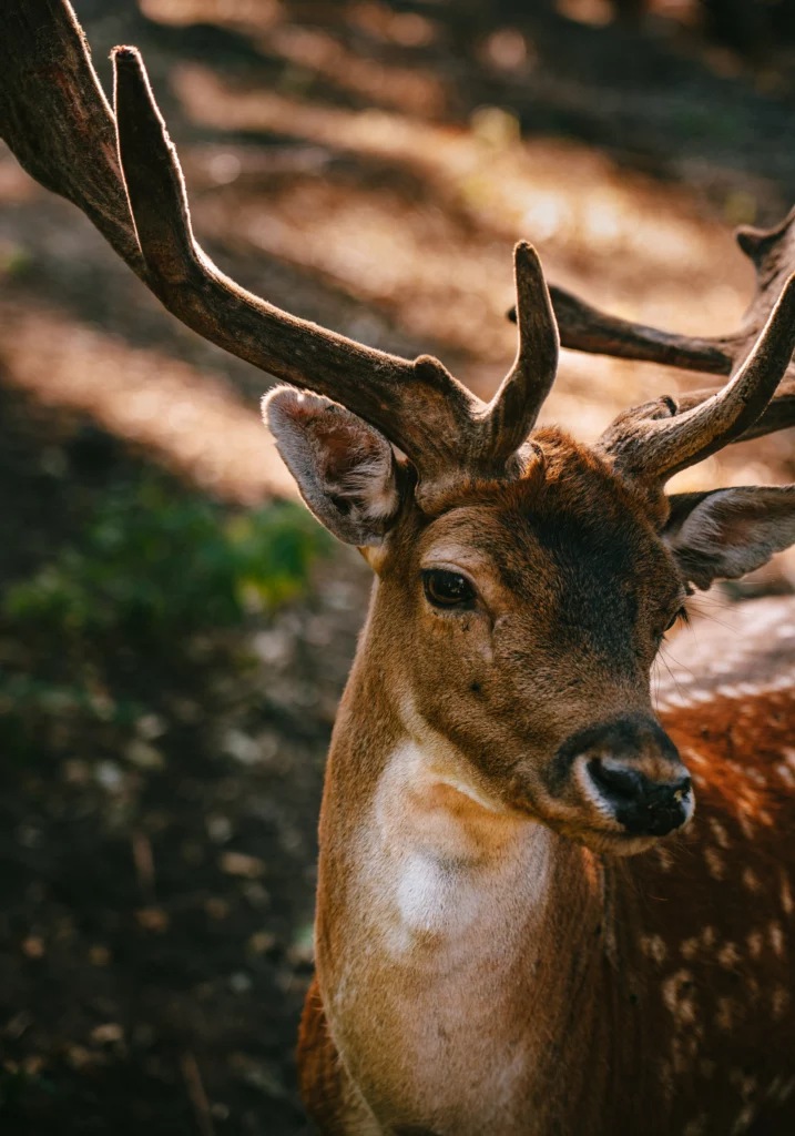 Wildlife in Tegler Forest