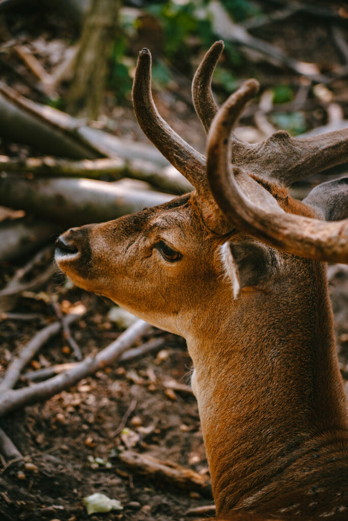 Wildlife in Tegler Forest