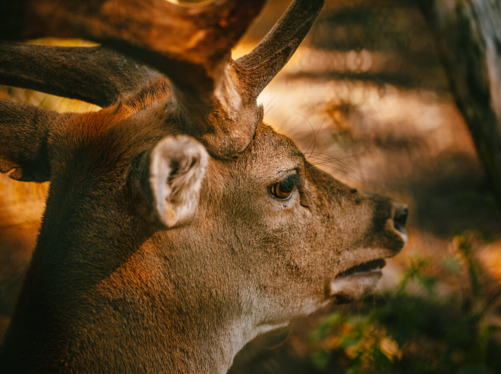 Wildlife in Tegler Forest