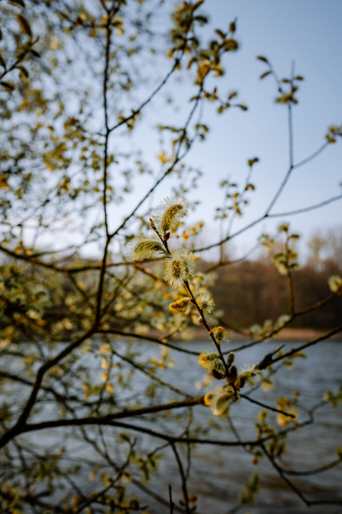 Shores and hiking trails around Grunewaldsee lake