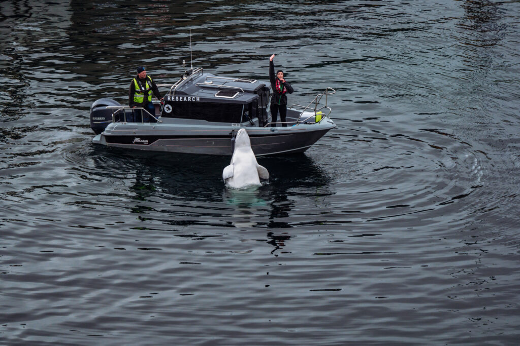 Hvaldimir, the Beluga whale