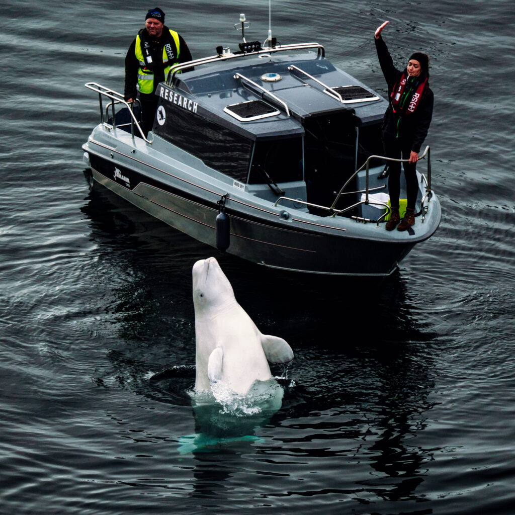 Hvaldimir, the Beluga whale