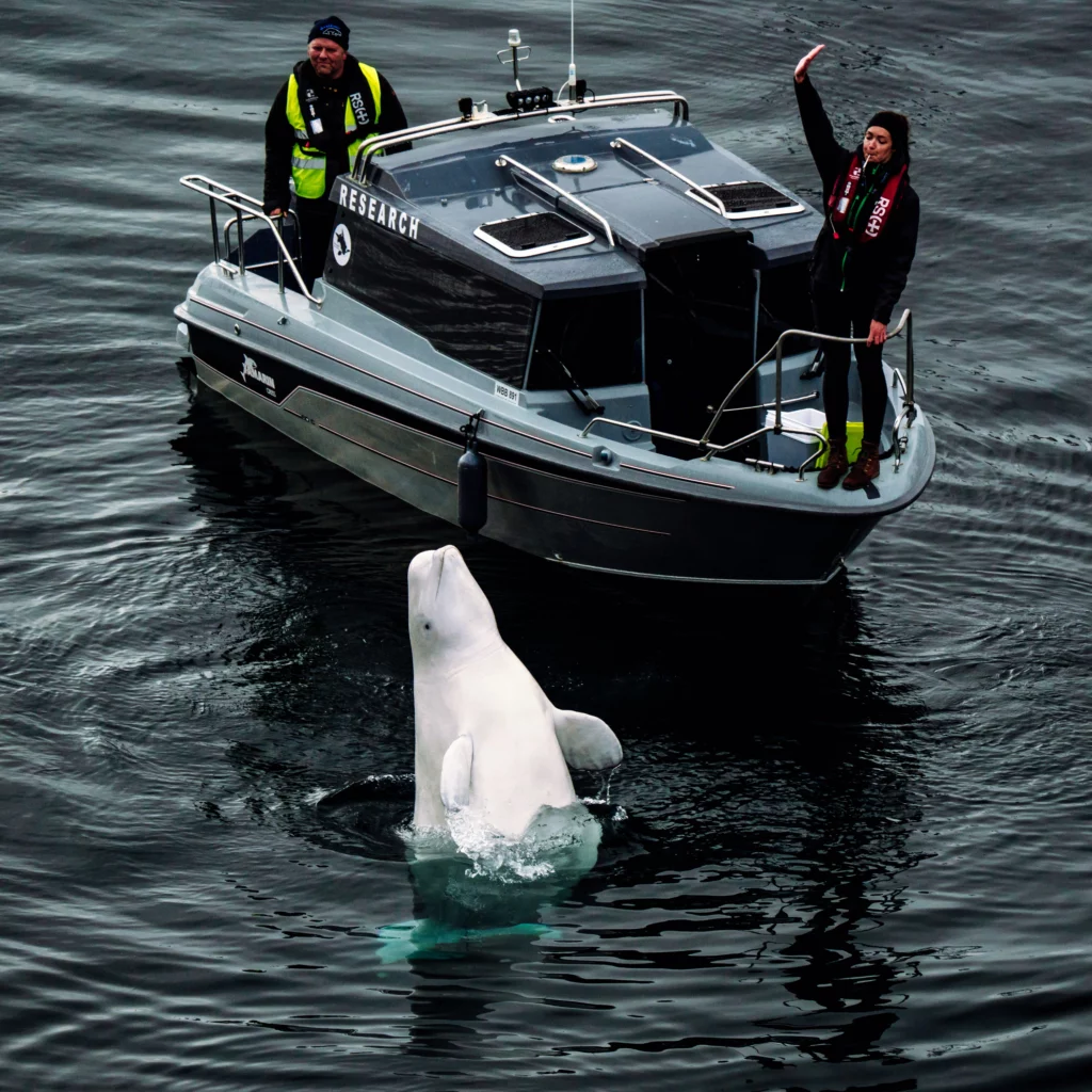 Hvaldimir, the Beluga whale