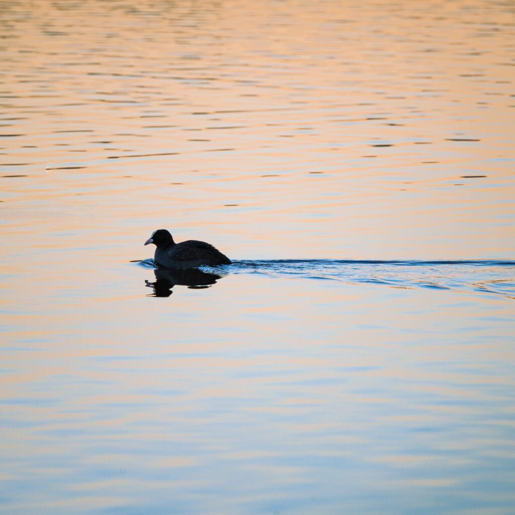 Black coot at Hopfensee lake