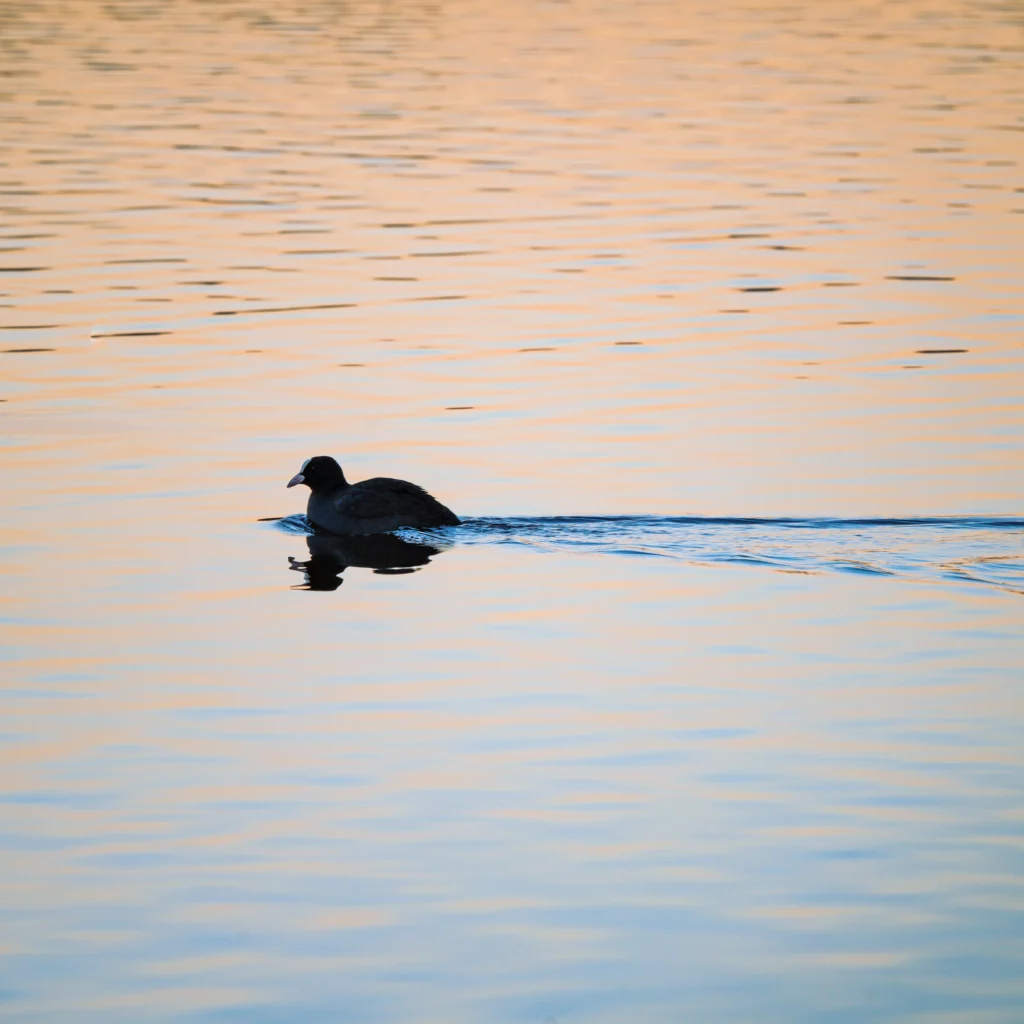 Black coot at Hopfensee lake