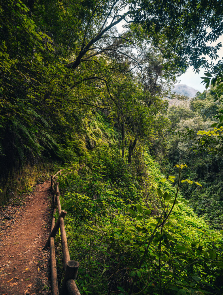 Palmarian virgin forest