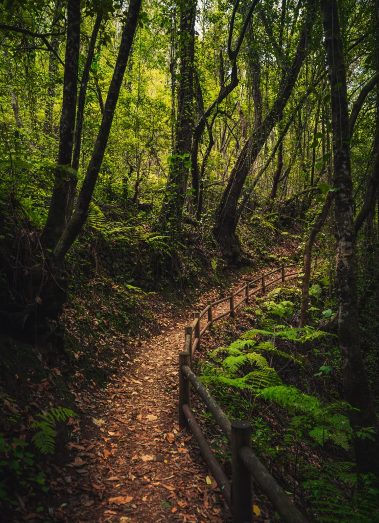 Palmarian virgin forest