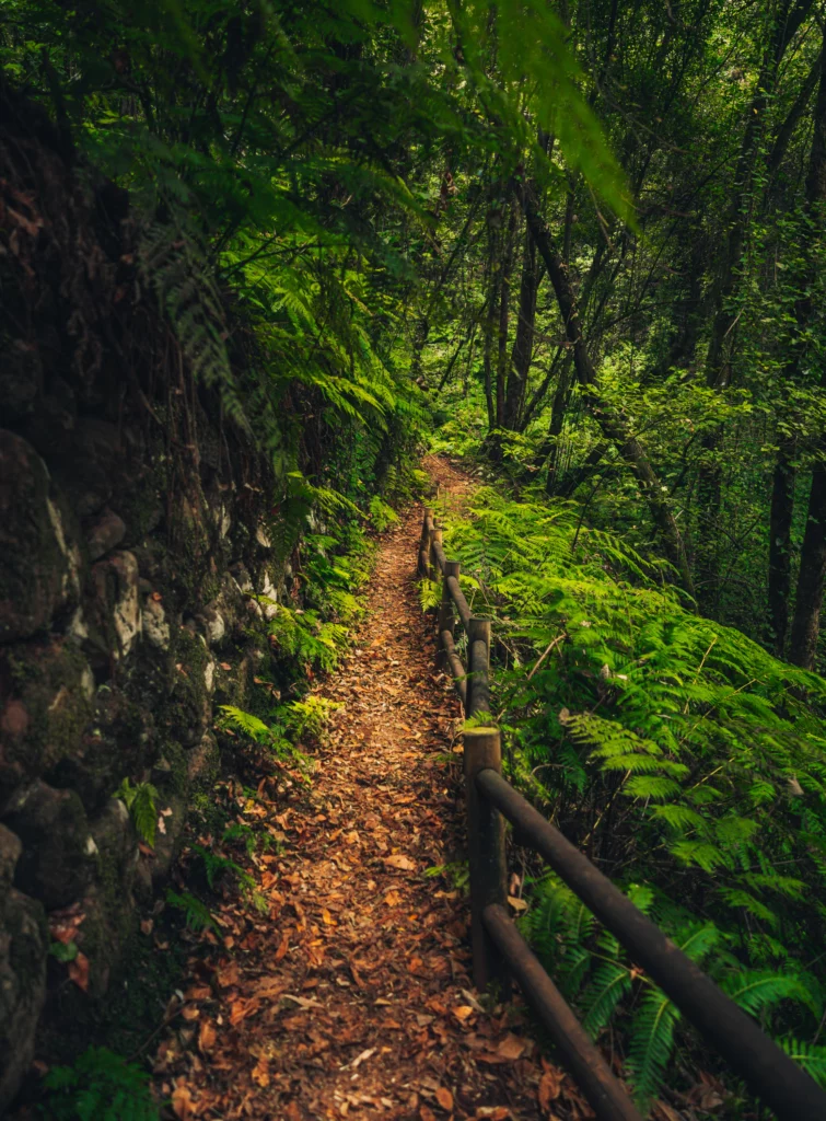 Palmarian virgin forest