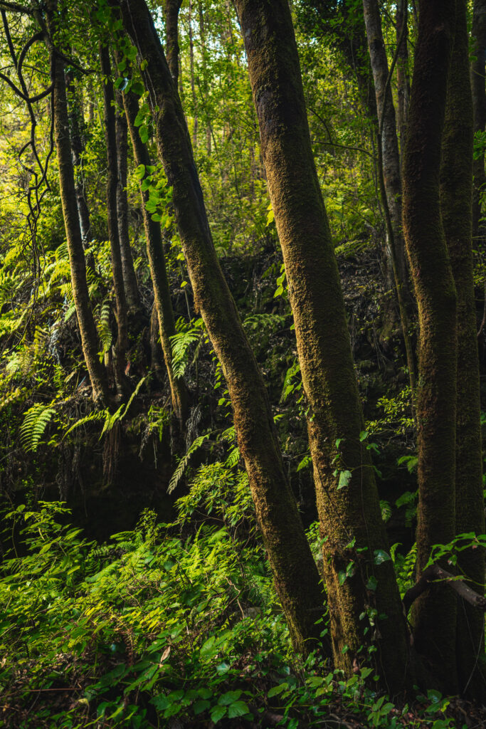 Palmarian virgin forest