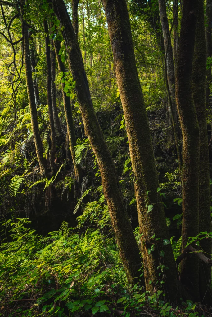 Palmarian virgin forest