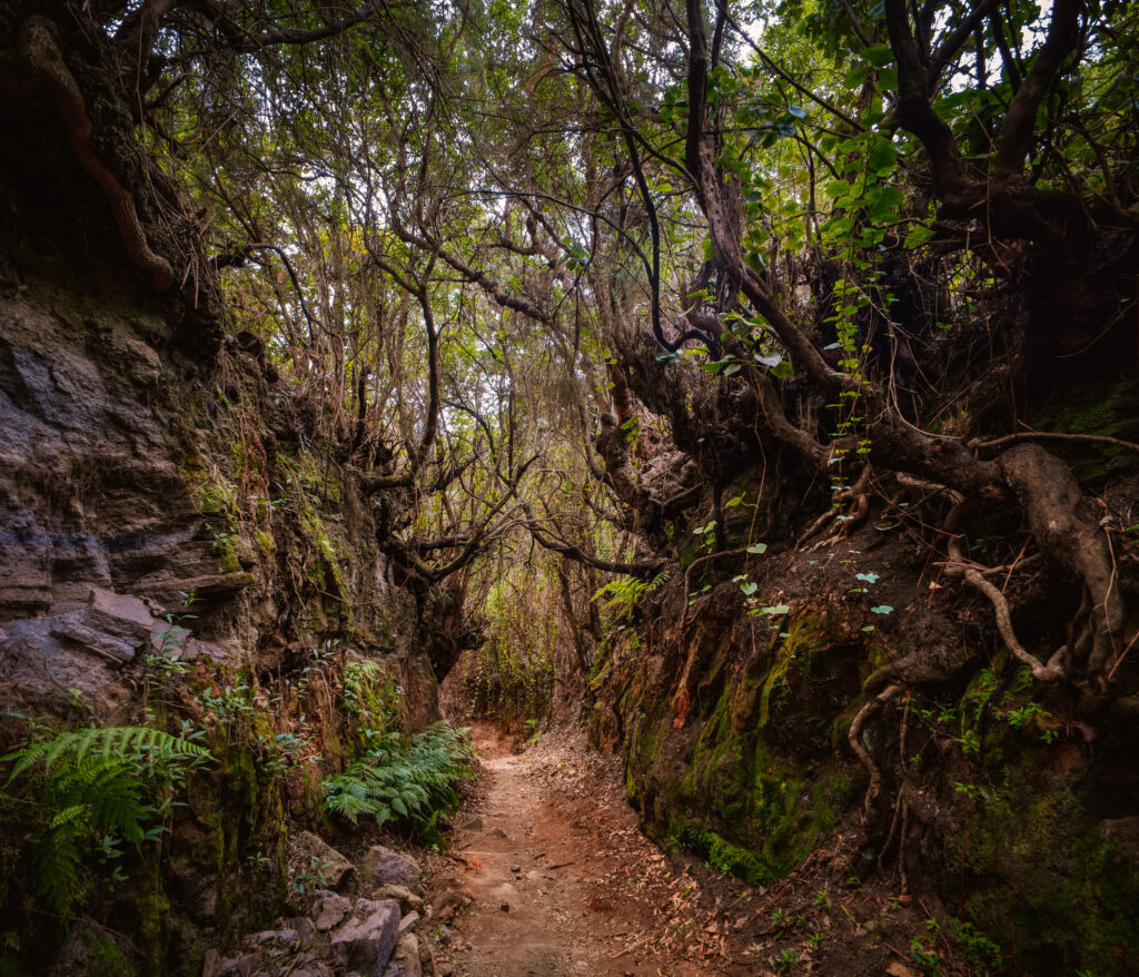 Palmarian virgin forest