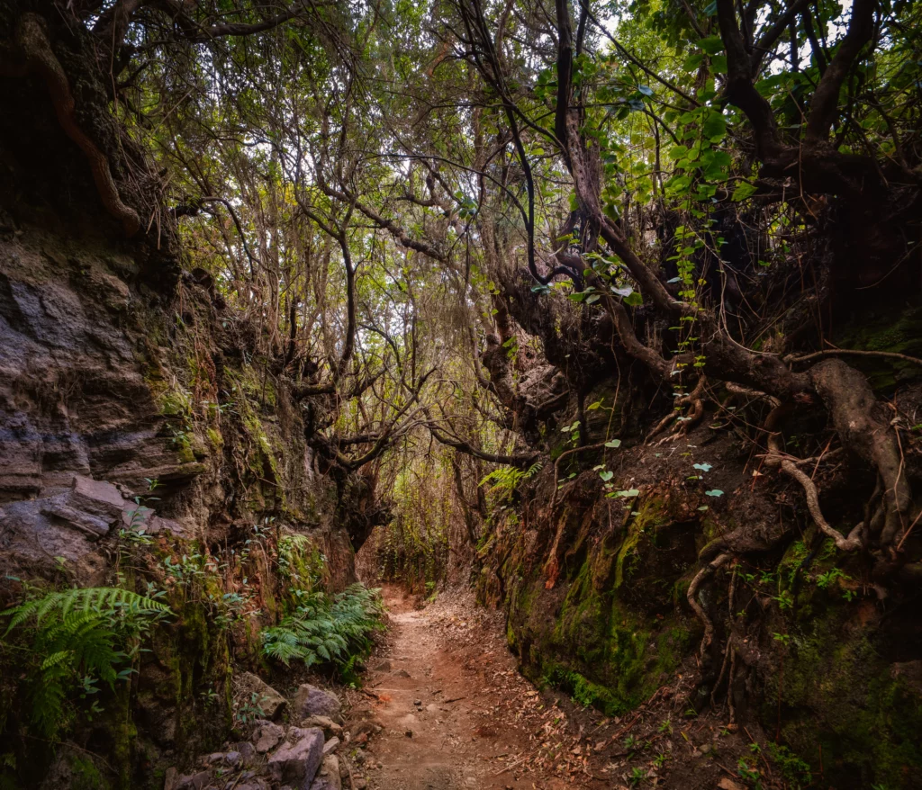 Palmarian virgin forest