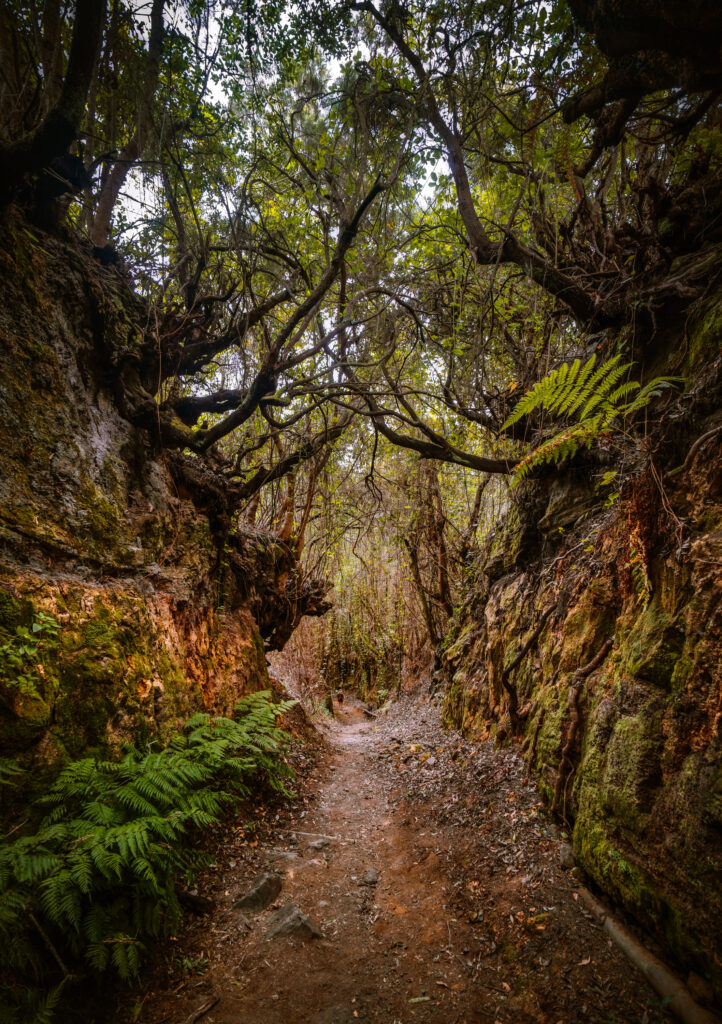 Palmarian virgin forest