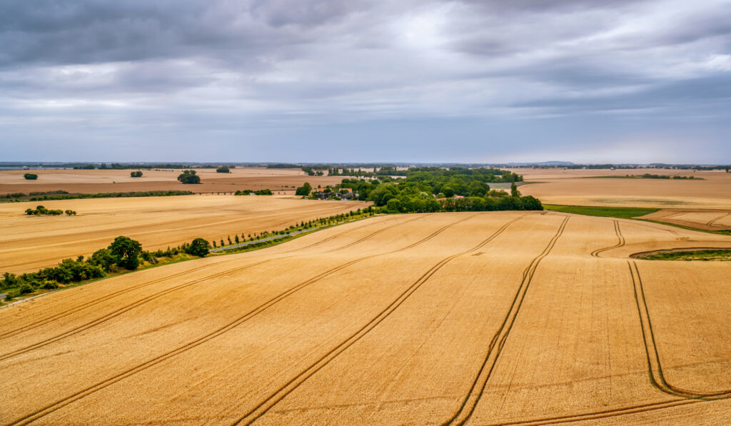 Grain fields at the Baltic coast