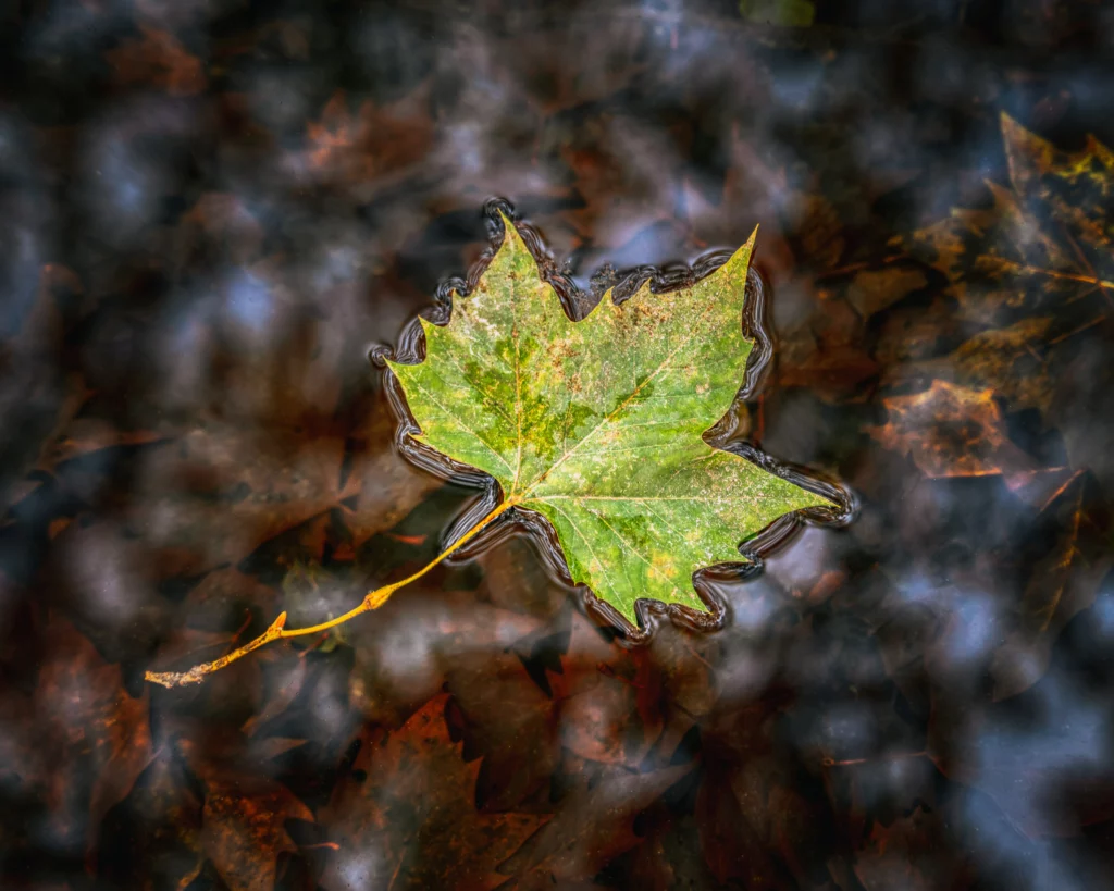 Leave in water during autumn