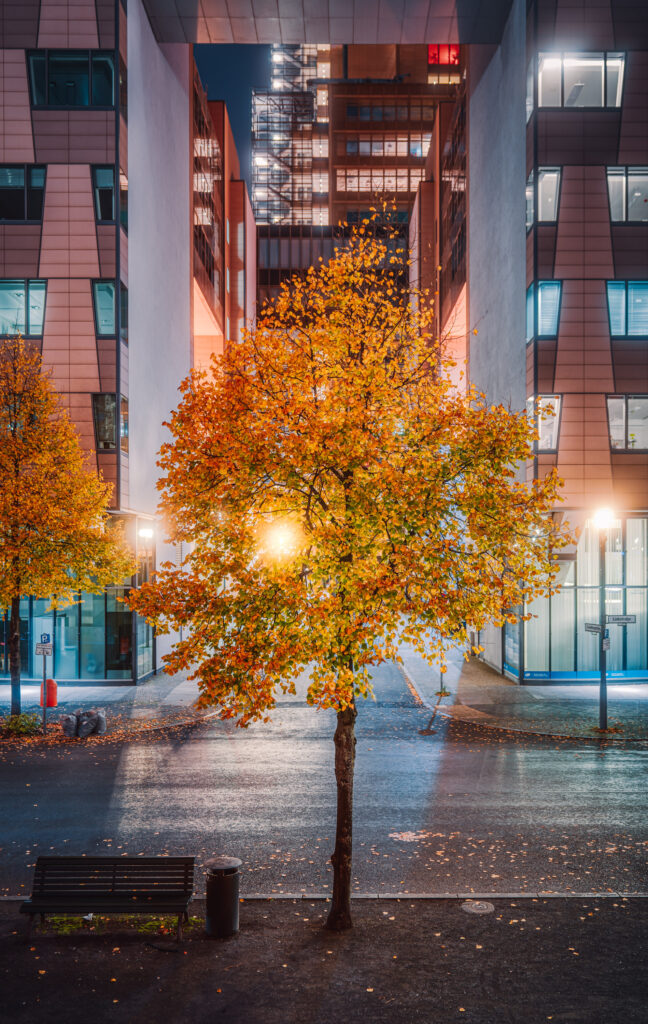 Colourful motif of a tree on an autumn night at Tilla Durieux Park
