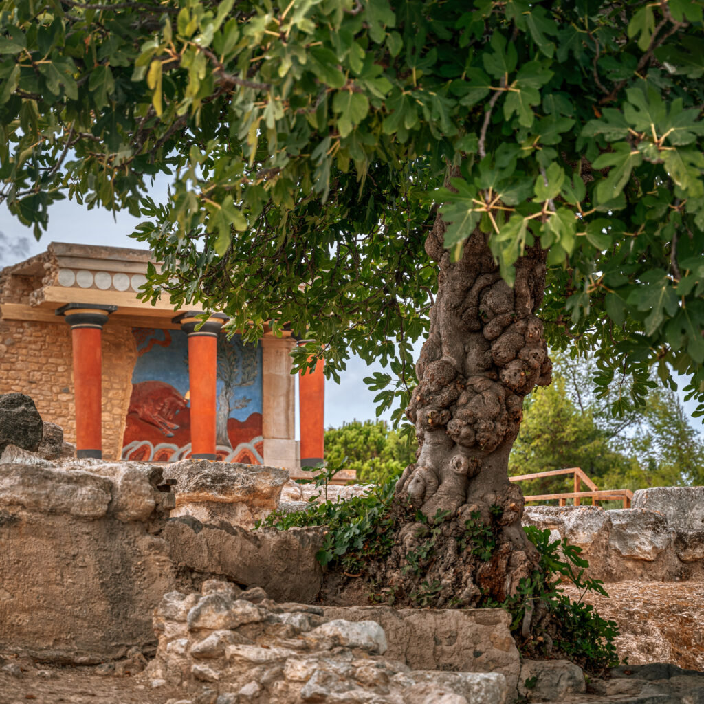 Minoan Palace of Knossos behind olive tree