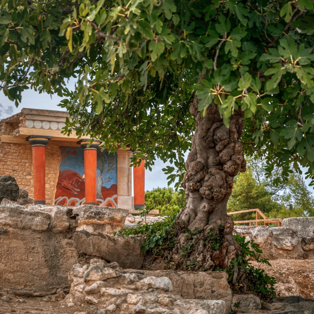 Minoan Palace of Knossos behind olive tree