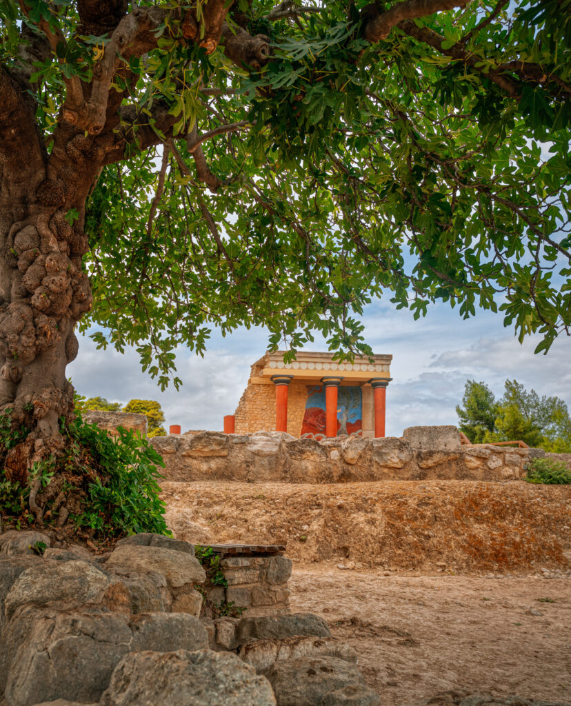 Minoan Palace of Knossos behind olive tree