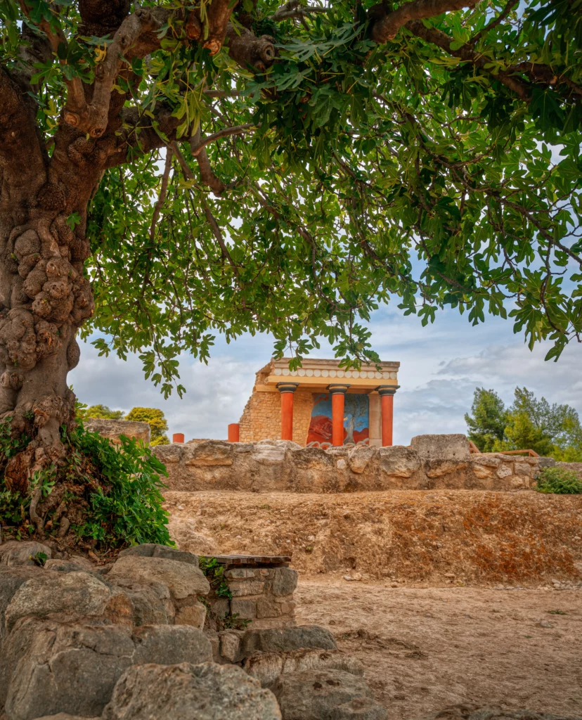 Minoan Palace of Knossos behind olive tree
