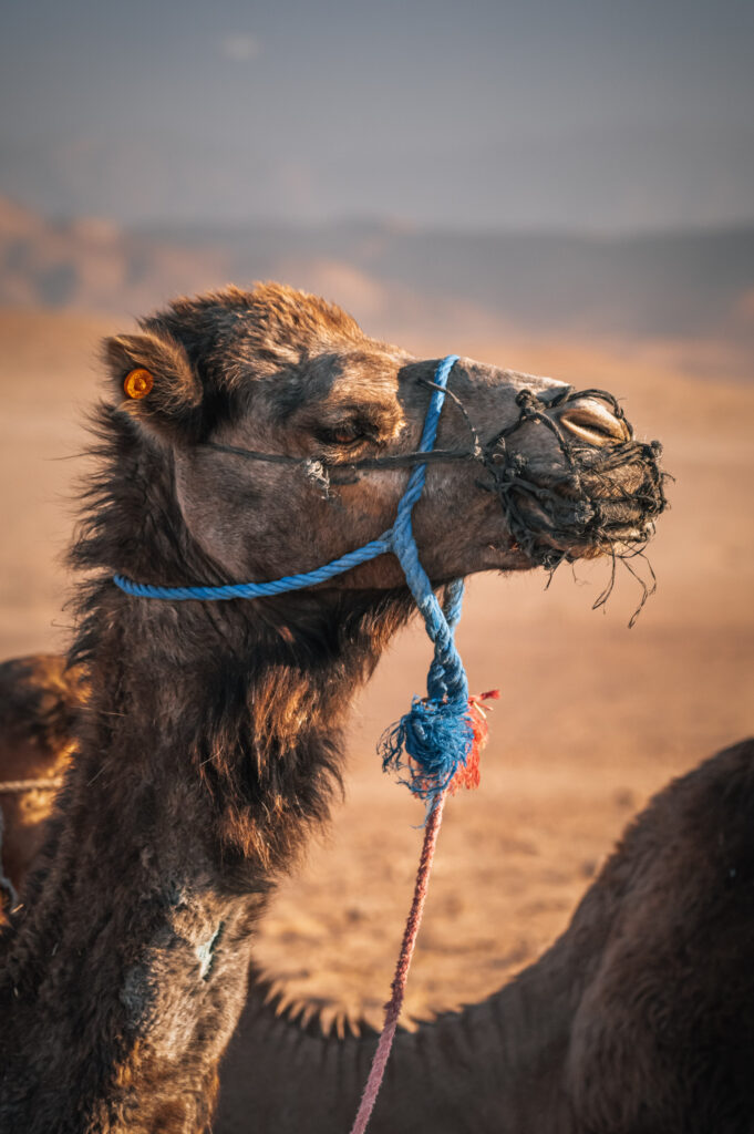 Resting Dromedary